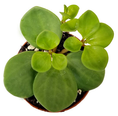 2" Peperomia Hope